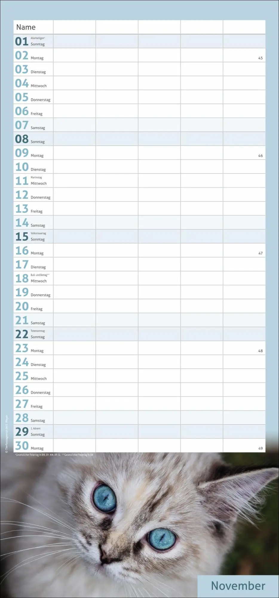 Bild: 9783756412822 | times&amp;more Katzen Familienplaner 2026 | Heye | Kalender | 13 S. | 2026