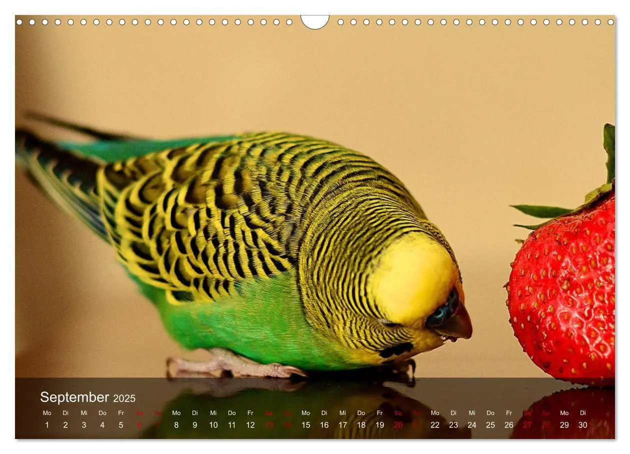 Bild: 9783383993022 | Wellensittiche - gesellige Freunde (Wandkalender 2025 DIN A3 quer),...