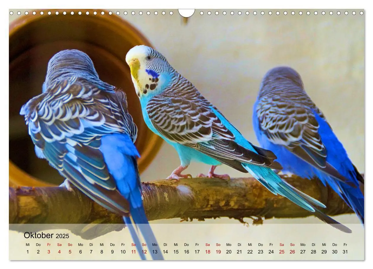 Bild: 9783383993022 | Wellensittiche - gesellige Freunde (Wandkalender 2025 DIN A3 quer),...