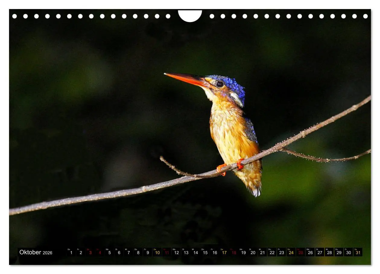 Bild: 9783457853122 | Borneo - Tierparadies Regenwald (Wandkalender 2026 DIN A4 quer),...