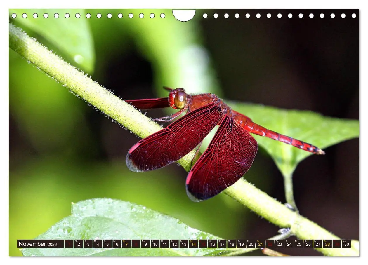 Bild: 9783457853122 | Borneo - Tierparadies Regenwald (Wandkalender 2026 DIN A4 quer),...