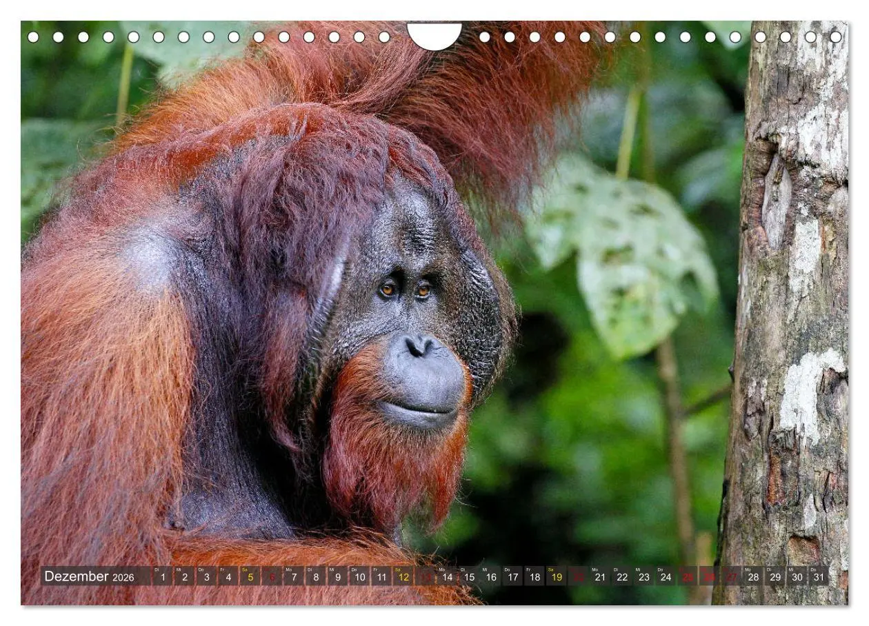 Bild: 9783457853122 | Borneo - Tierparadies Regenwald (Wandkalender 2026 DIN A4 quer),...