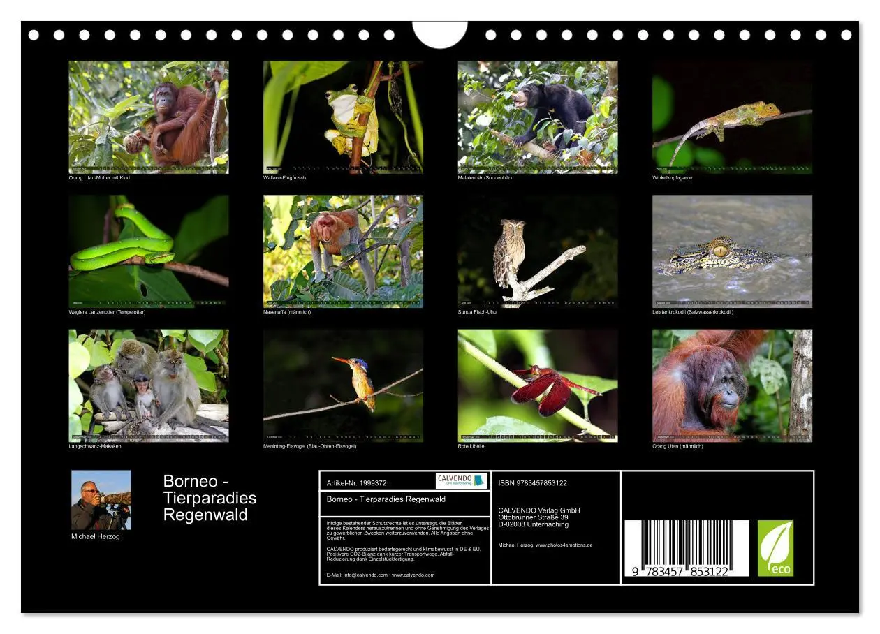 Bild: 9783457853122 | Borneo - Tierparadies Regenwald (Wandkalender 2026 DIN A4 quer),...