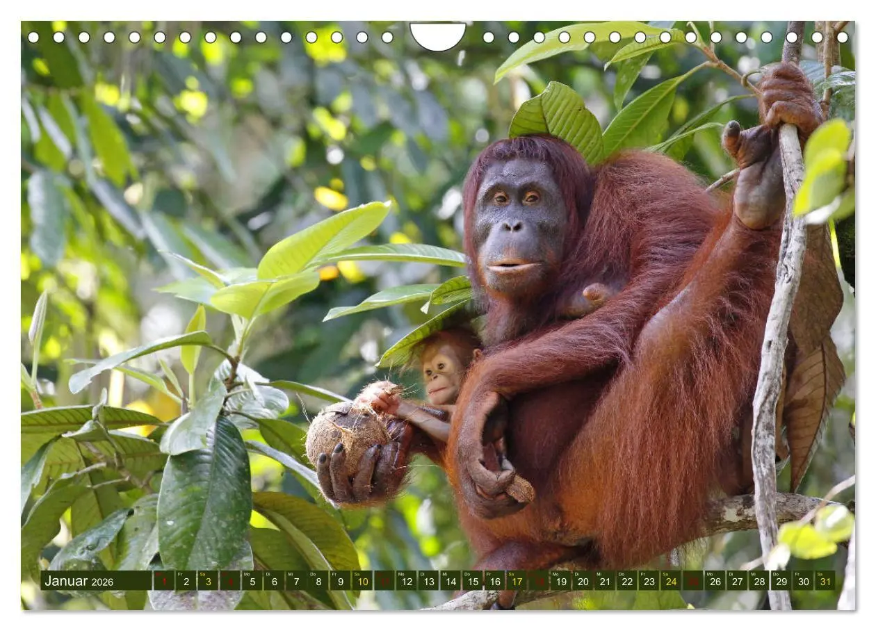 Bild: 9783457853122 | Borneo - Tierparadies Regenwald (Wandkalender 2026 DIN A4 quer),...