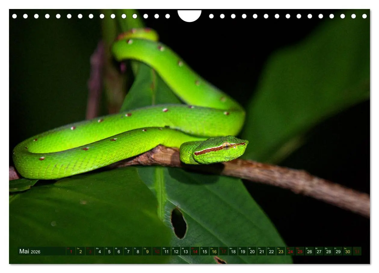 Bild: 9783457853122 | Borneo - Tierparadies Regenwald (Wandkalender 2026 DIN A4 quer),...