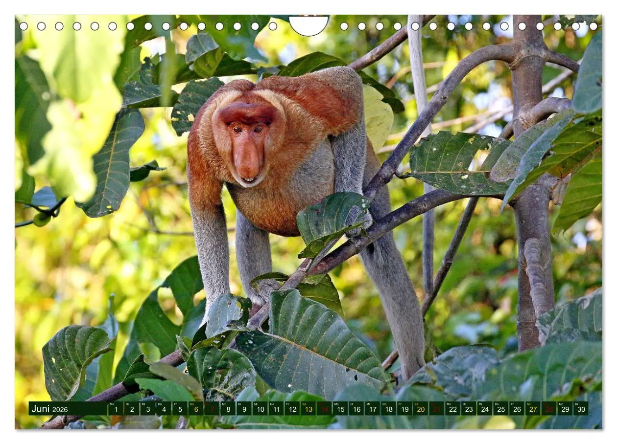 Bild: 9783457853122 | Borneo - Tierparadies Regenwald (Wandkalender 2026 DIN A4 quer),...