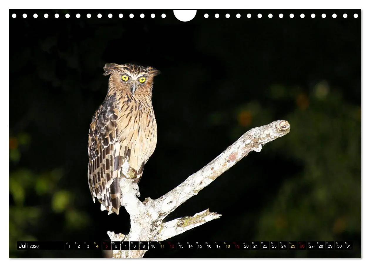 Bild: 9783457853122 | Borneo - Tierparadies Regenwald (Wandkalender 2026 DIN A4 quer),...