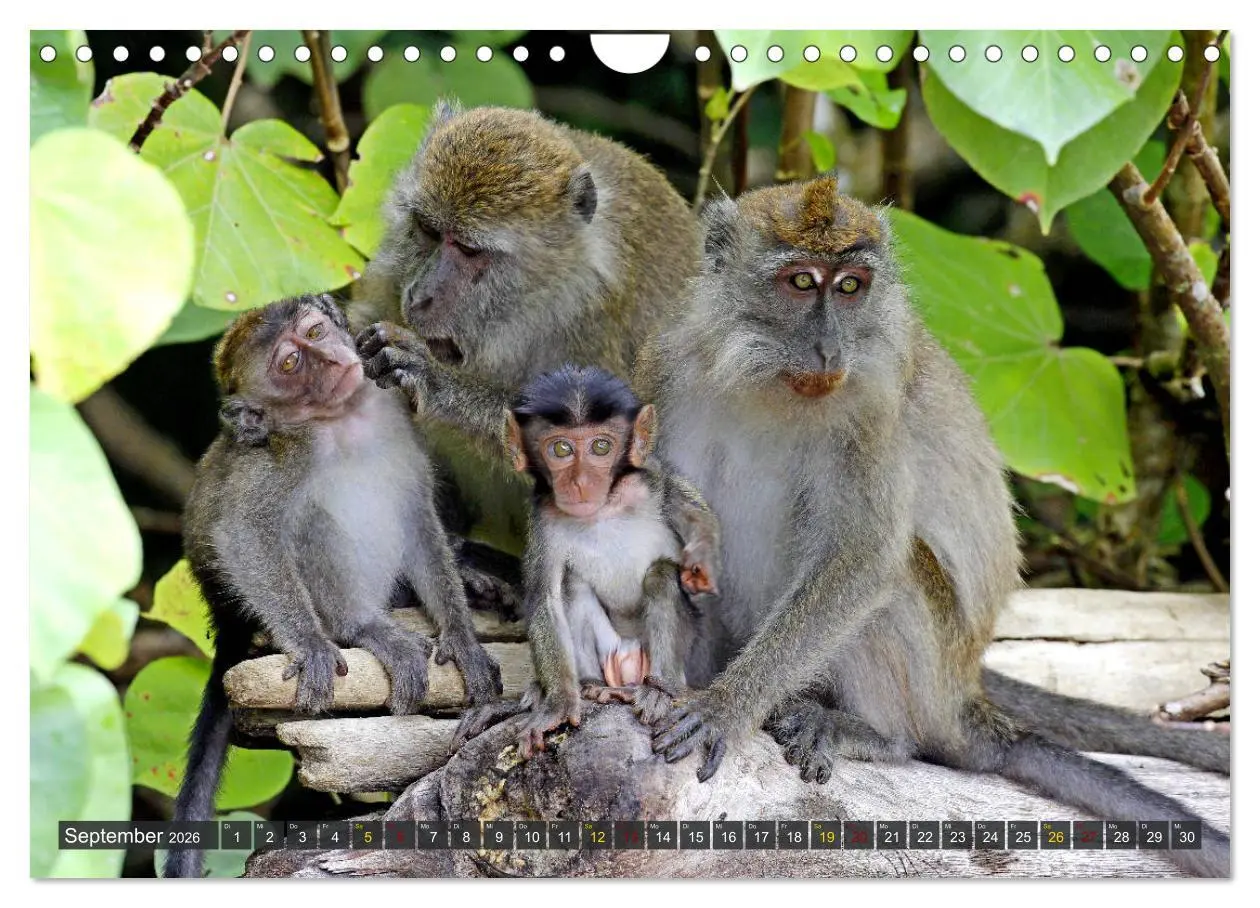 Bild: 9783457853122 | Borneo - Tierparadies Regenwald (Wandkalender 2026 DIN A4 quer),...