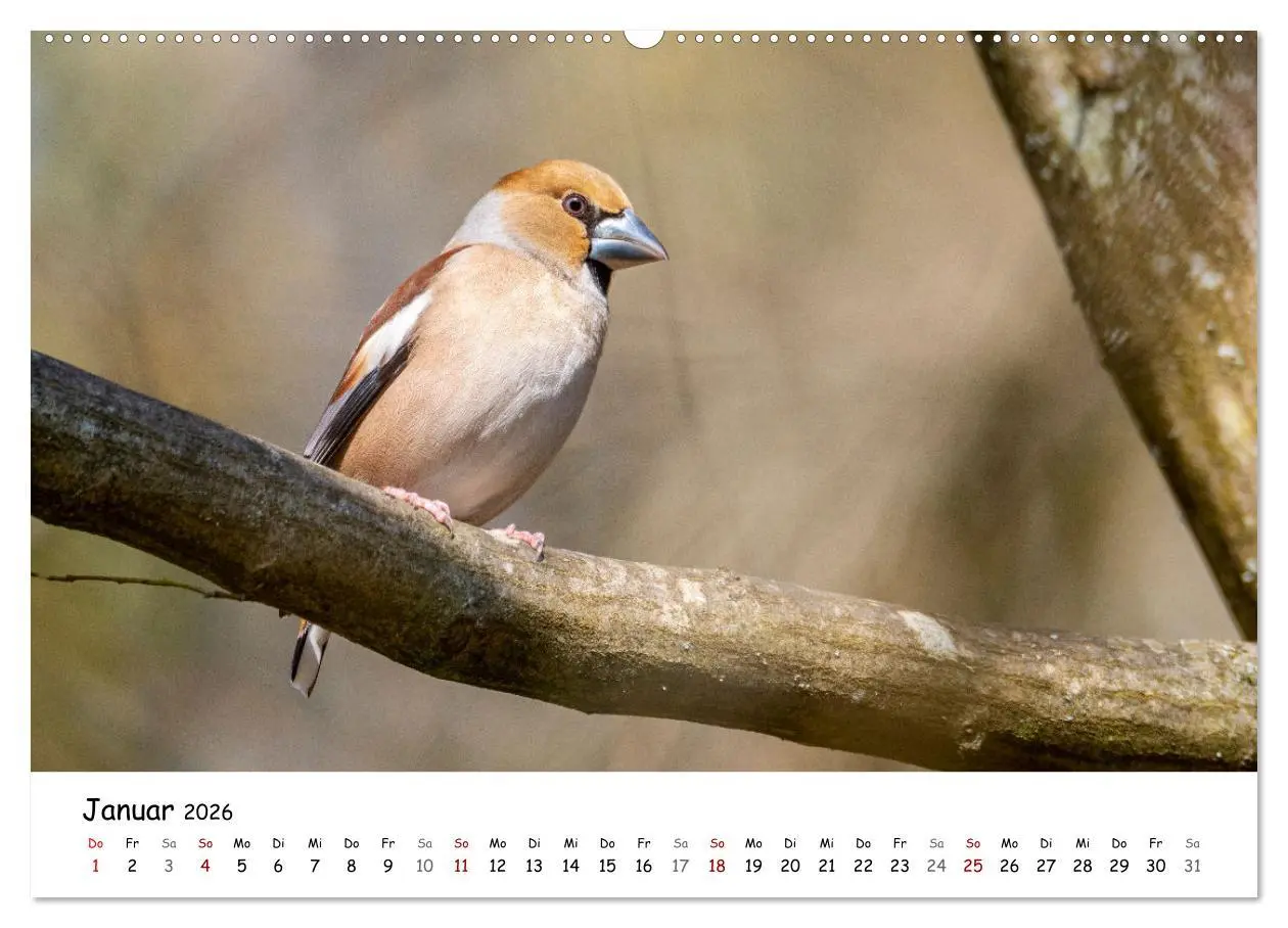 Bild: 9783457533222 | Der Kernbeißer und seine gefiederten Gesellen (Wandkalender 2026...