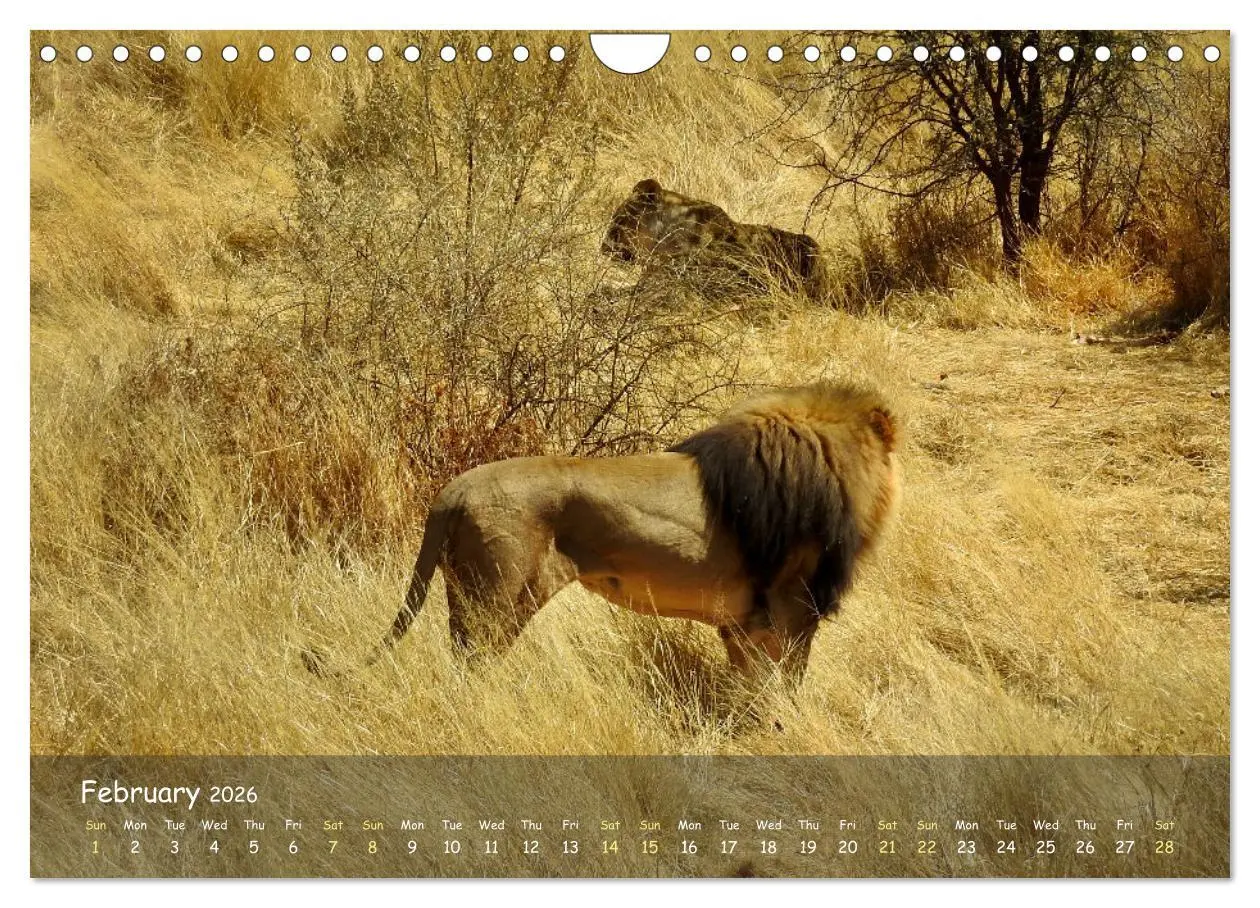 Bild: 9783516553222 | Namibia - African Beauty (Wall Calendar 2026 DIN A4 landscape),...