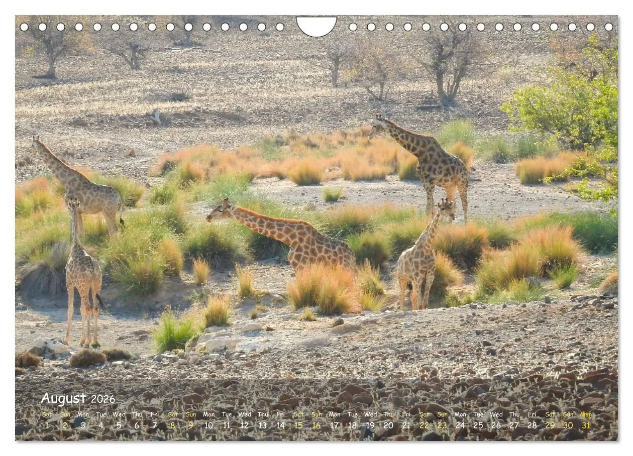 Bild: 9783516553222 | Namibia - African Beauty (Wall Calendar 2026 DIN A4 landscape),...