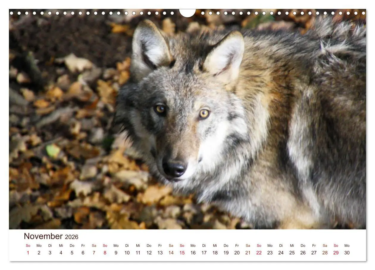 Bild: 9783457903322 | Wölfe 2026. Tierische Impressionen (Wandkalender 2026 DIN A3 quer),...