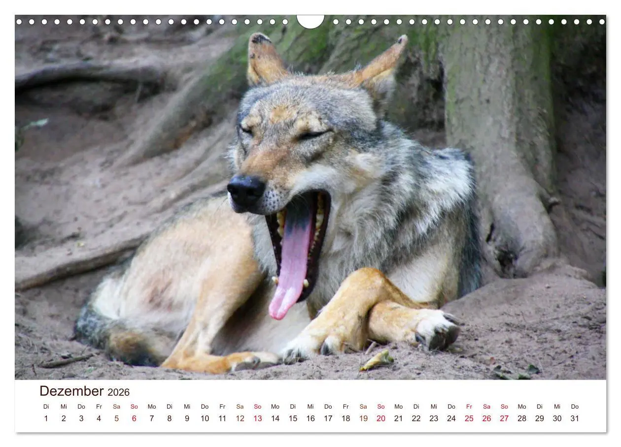 Bild: 9783457903322 | Wölfe 2026. Tierische Impressionen (Wandkalender 2026 DIN A3 quer),...