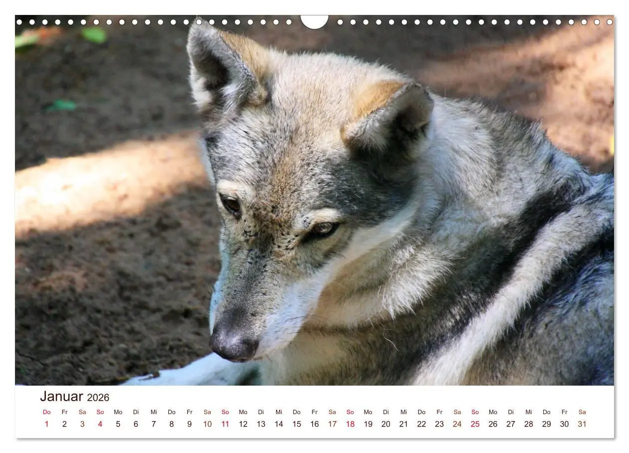 Bild: 9783457903322 | Wölfe 2026. Tierische Impressionen (Wandkalender 2026 DIN A3 quer),...