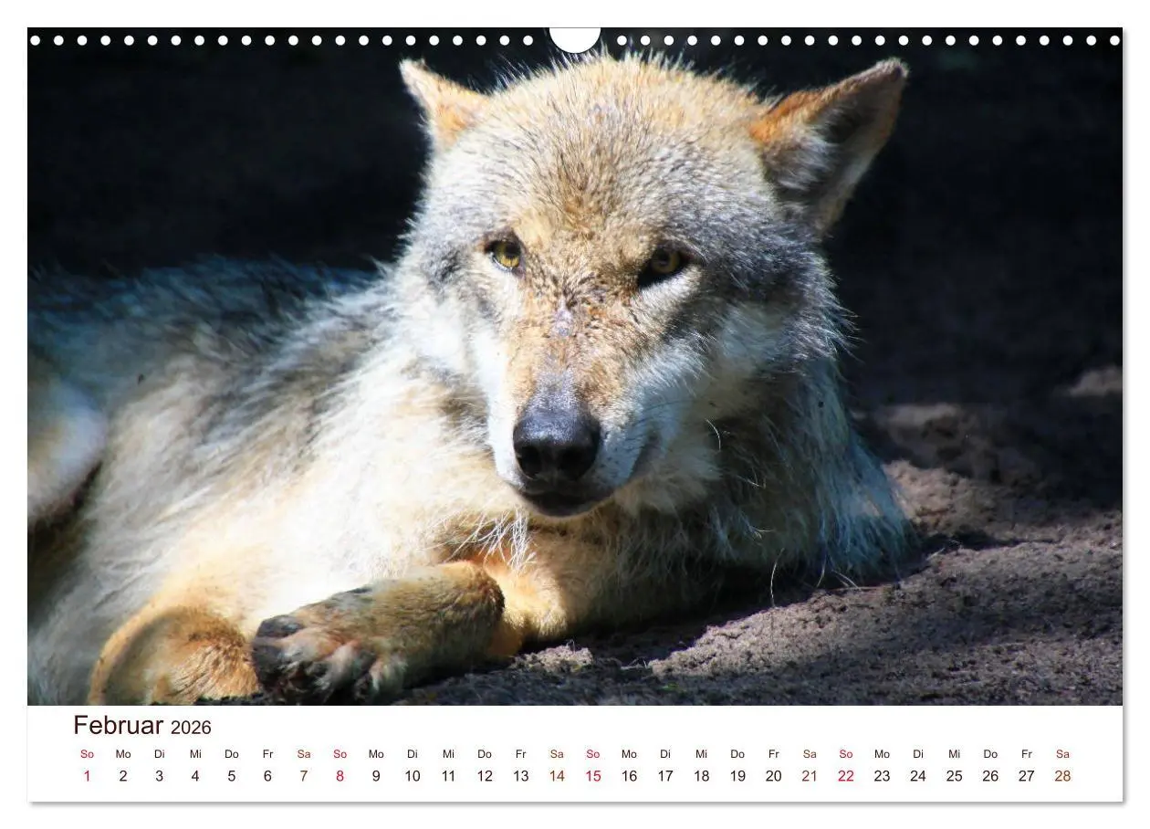 Bild: 9783457903322 | Wölfe 2026. Tierische Impressionen (Wandkalender 2026 DIN A3 quer),...