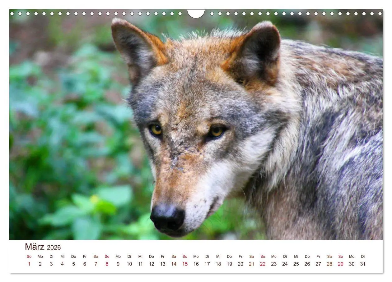 Bild: 9783457903322 | Wölfe 2026. Tierische Impressionen (Wandkalender 2026 DIN A3 quer),...