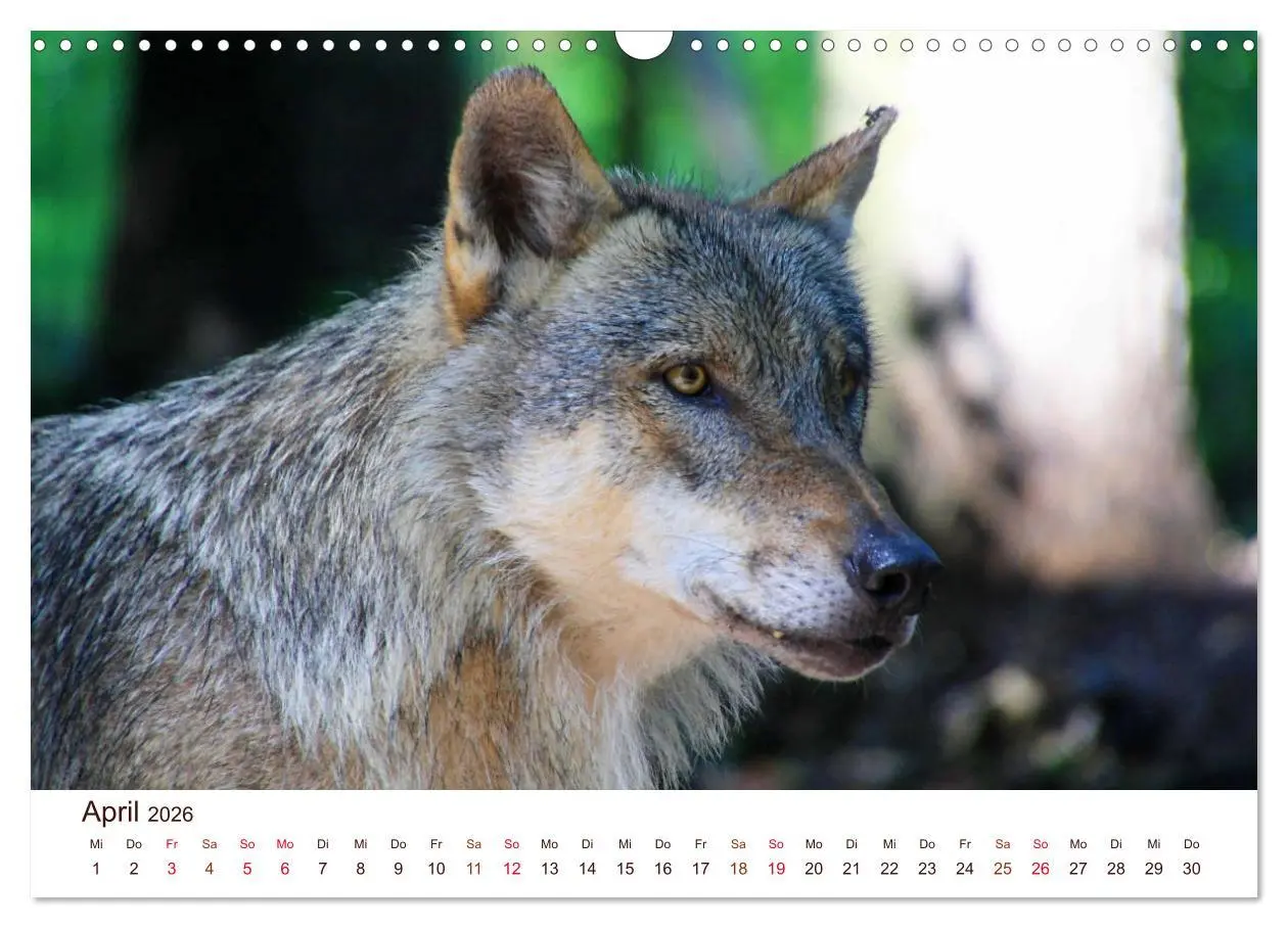 Bild: 9783457903322 | Wölfe 2026. Tierische Impressionen (Wandkalender 2026 DIN A3 quer),...