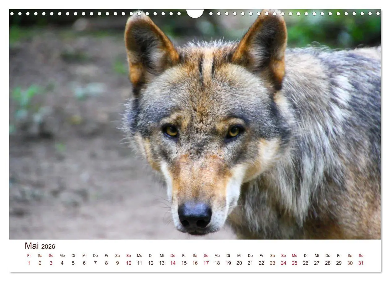 Bild: 9783457903322 | Wölfe 2026. Tierische Impressionen (Wandkalender 2026 DIN A3 quer),...