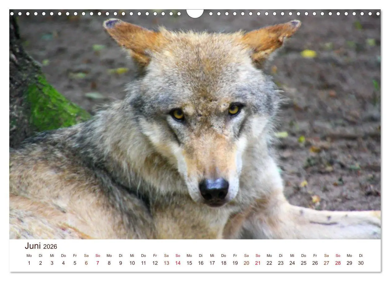 Bild: 9783457903322 | Wölfe 2026. Tierische Impressionen (Wandkalender 2026 DIN A3 quer),...