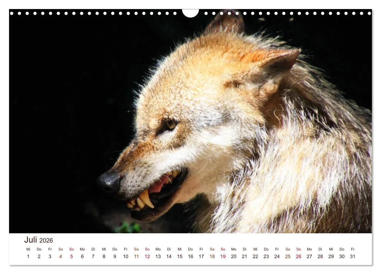Bild: 9783457903322 | Wölfe 2026. Tierische Impressionen (Wandkalender 2026 DIN A3 quer),...