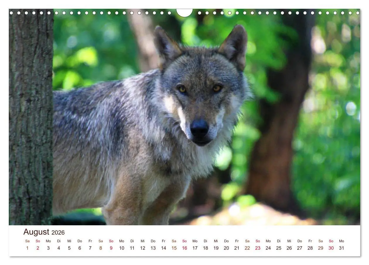 Bild: 9783457903322 | Wölfe 2026. Tierische Impressionen (Wandkalender 2026 DIN A3 quer),...