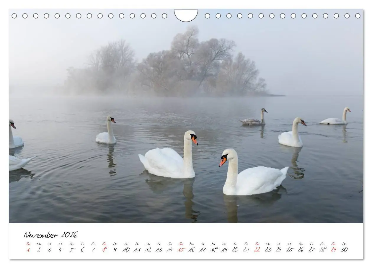 Bild: 9783516093322 | Ein Jahr mit den Schwänen (Wandkalender 2026 DIN A4 quer), CALVENDO...