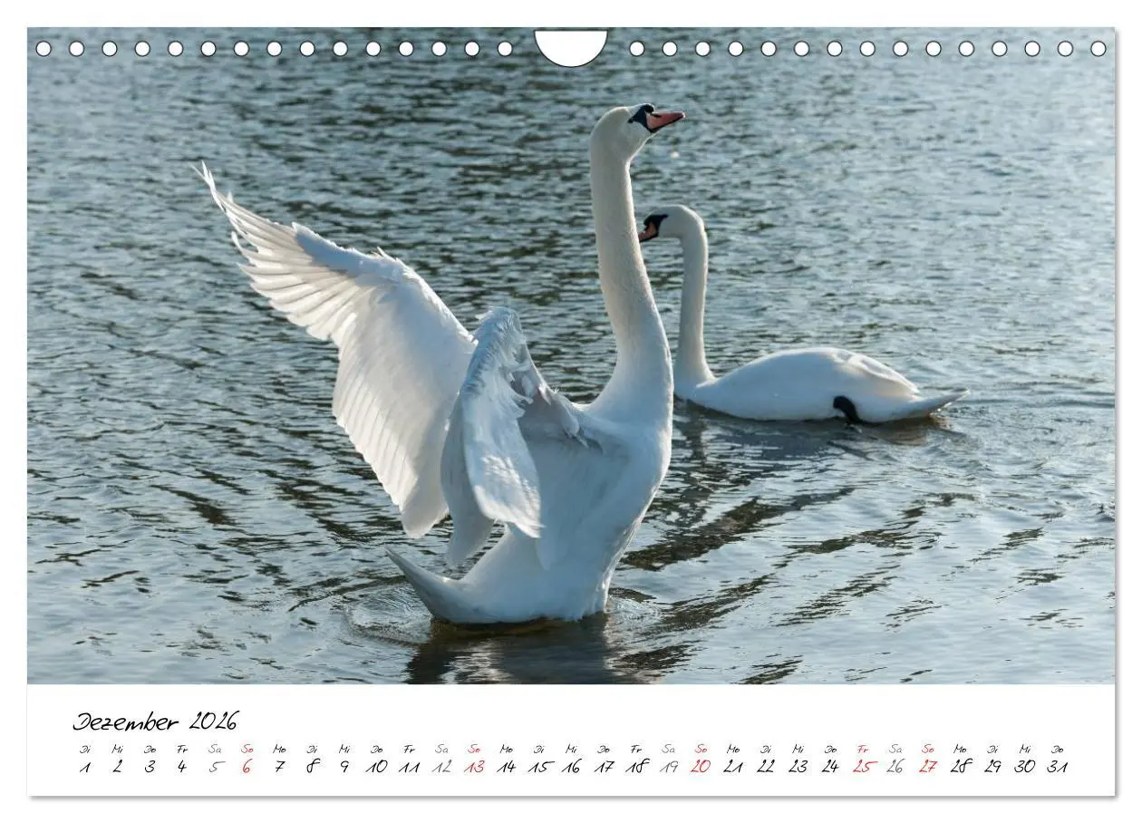 Bild: 9783516093322 | Ein Jahr mit den Schwänen (Wandkalender 2026 DIN A4 quer), CALVENDO...