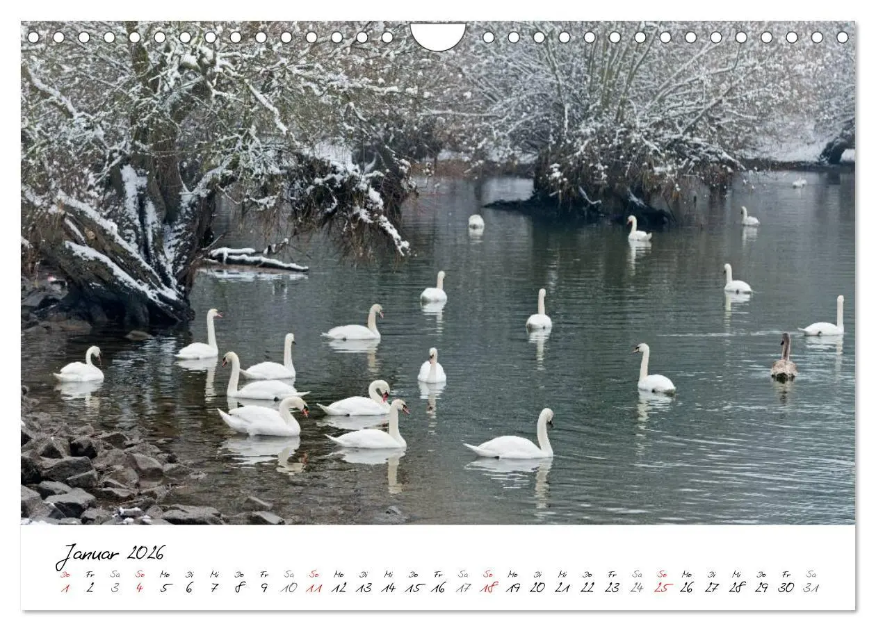 Bild: 9783516093322 | Ein Jahr mit den Schwänen (Wandkalender 2026 DIN A4 quer), CALVENDO...