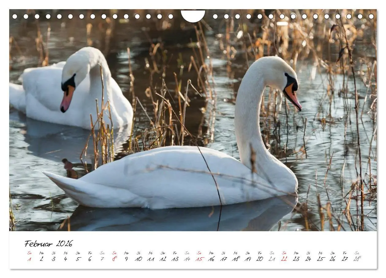 Bild: 9783516093322 | Ein Jahr mit den Schwänen (Wandkalender 2026 DIN A4 quer), CALVENDO...