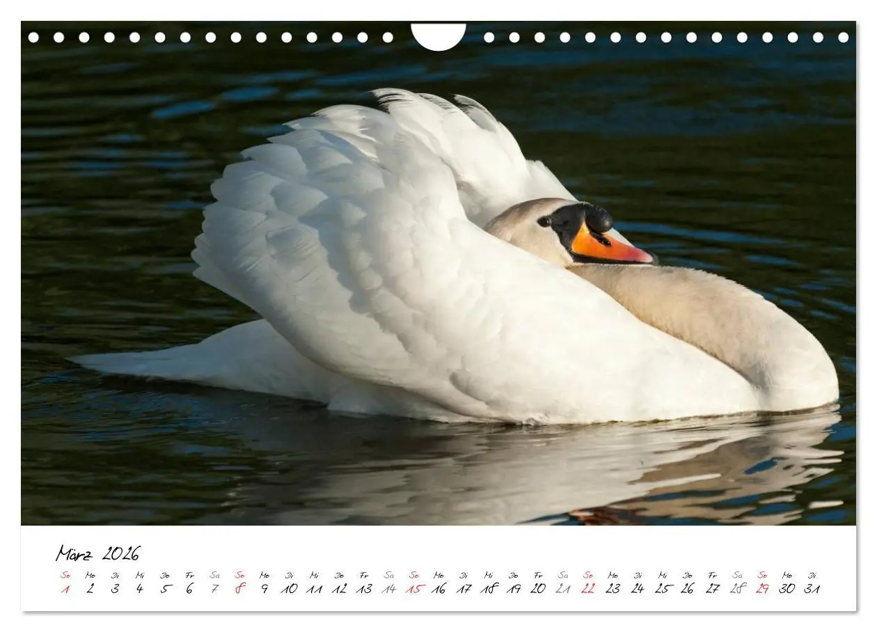 Bild: 9783516093322 | Ein Jahr mit den Schwänen (Wandkalender 2026 DIN A4 quer), CALVENDO...
