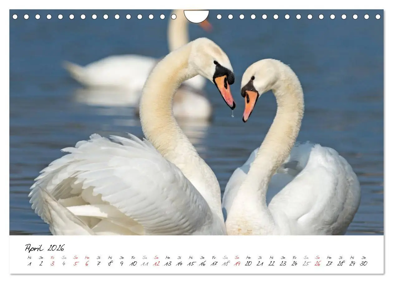 Bild: 9783516093322 | Ein Jahr mit den Schwänen (Wandkalender 2026 DIN A4 quer), CALVENDO...