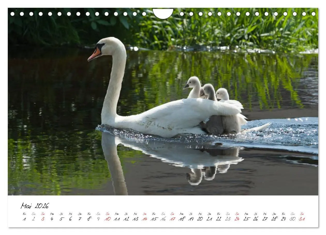Bild: 9783516093322 | Ein Jahr mit den Schwänen (Wandkalender 2026 DIN A4 quer), CALVENDO...