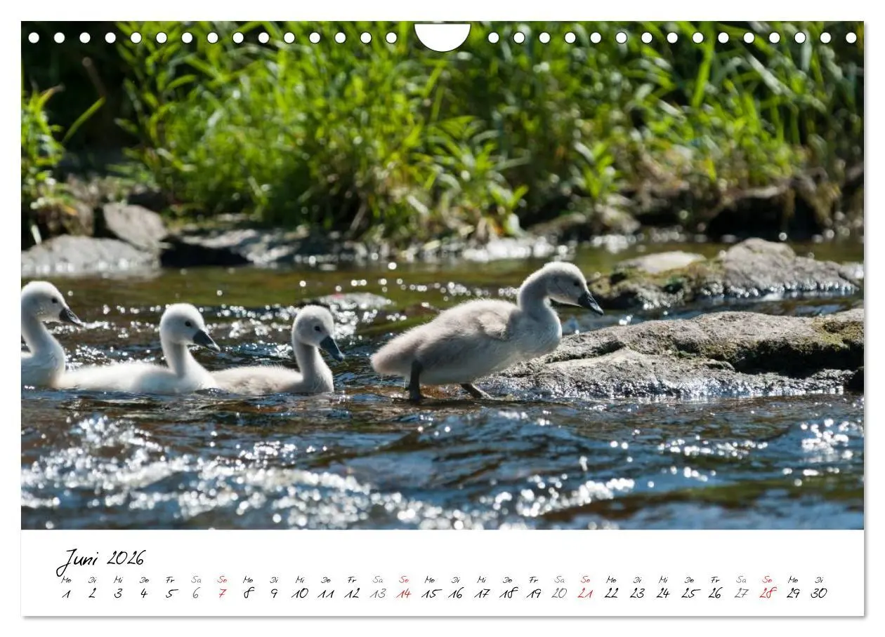 Bild: 9783516093322 | Ein Jahr mit den Schwänen (Wandkalender 2026 DIN A4 quer), CALVENDO...