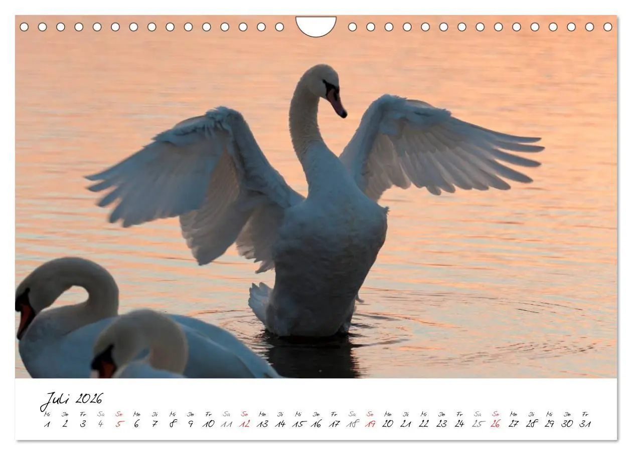Bild: 9783516093322 | Ein Jahr mit den Schwänen (Wandkalender 2026 DIN A4 quer), CALVENDO...