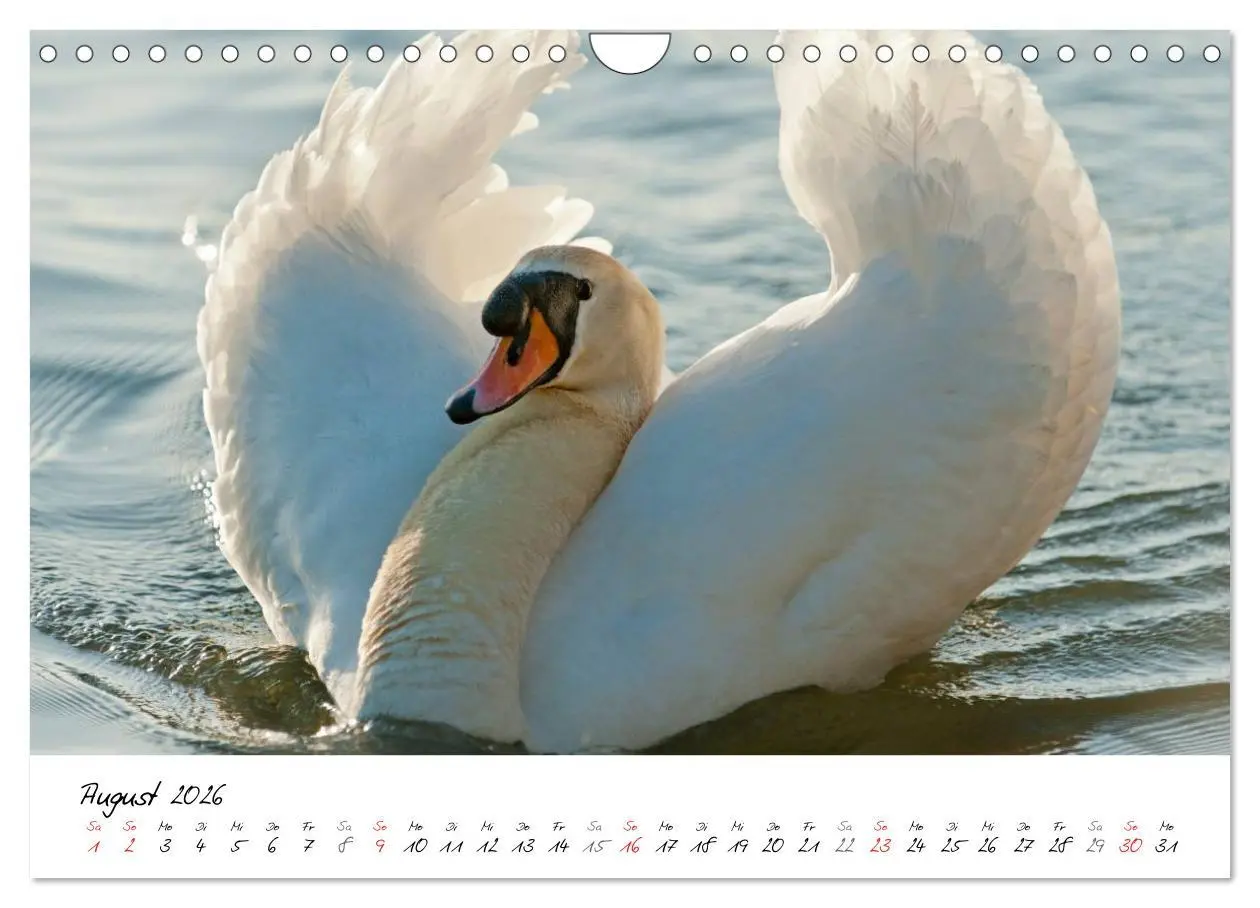 Bild: 9783516093322 | Ein Jahr mit den Schwänen (Wandkalender 2026 DIN A4 quer), CALVENDO...