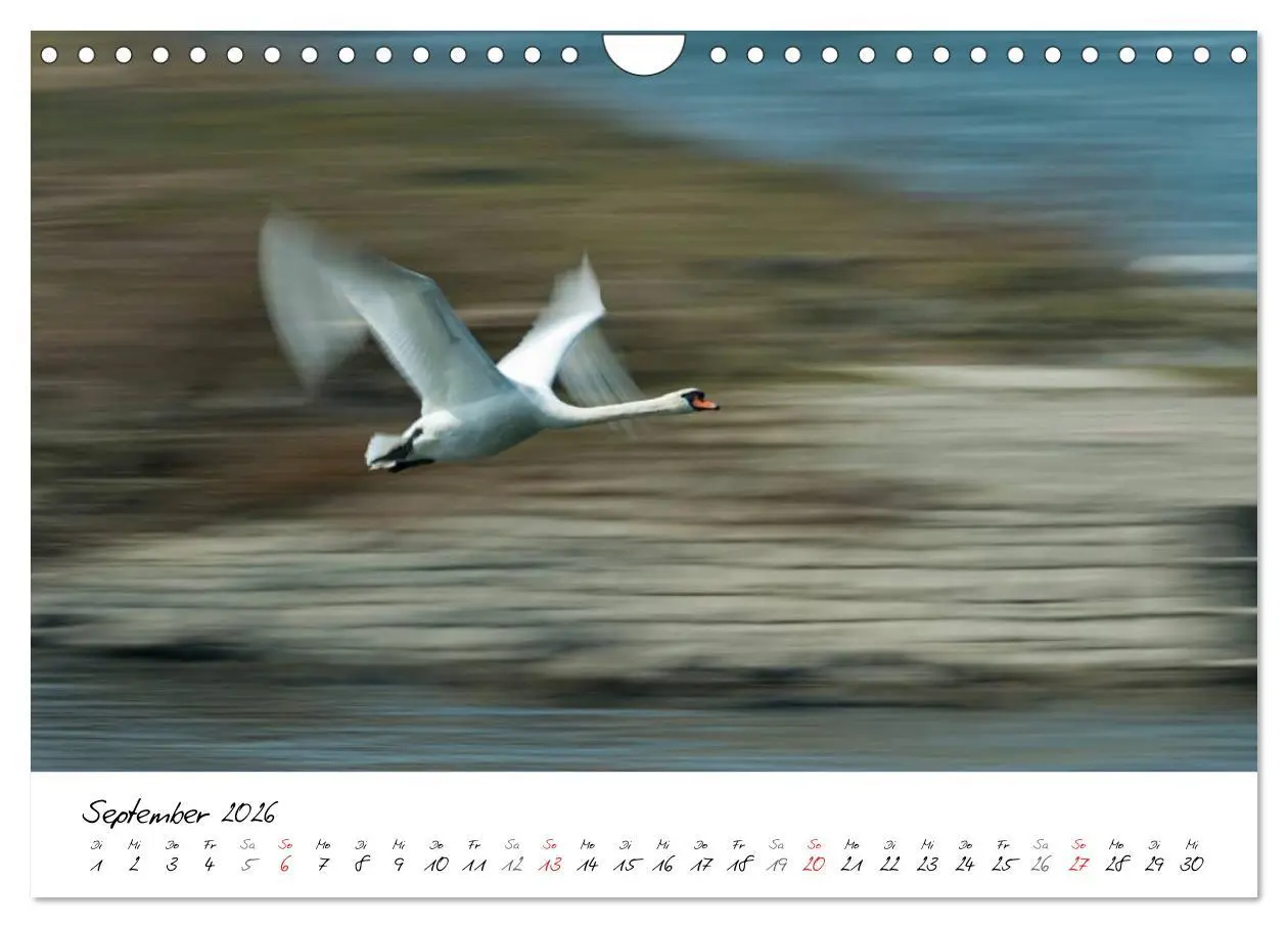 Bild: 9783516093322 | Ein Jahr mit den Schwänen (Wandkalender 2026 DIN A4 quer), CALVENDO...