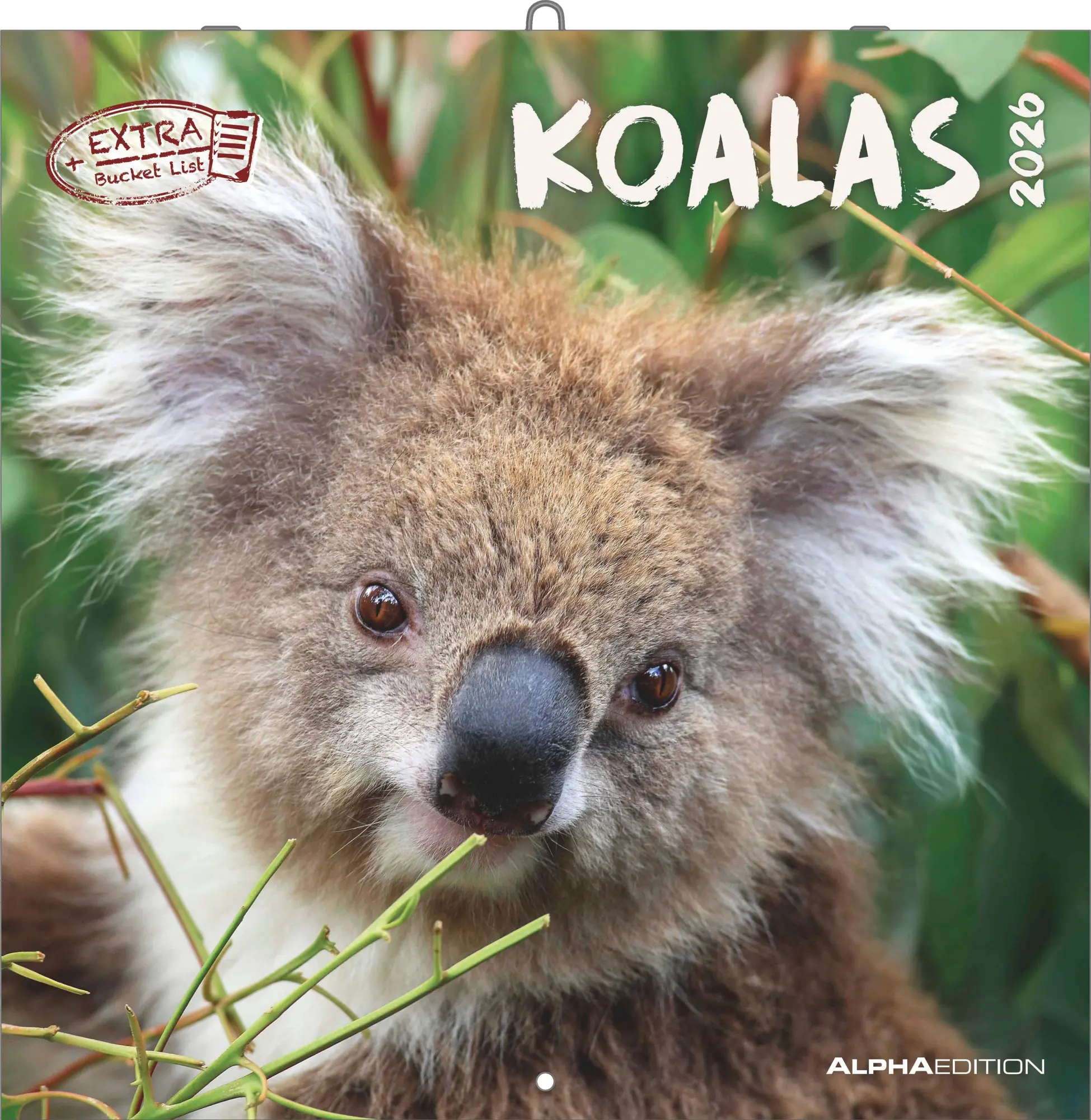 Cover: 4069095003422 | Koalas 2026 - Broschürenkalender 30x30 cm (30x60 geöffnet) -...