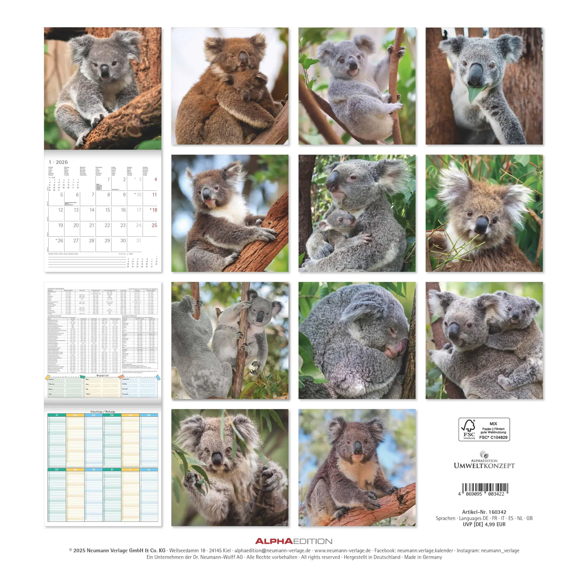 Rückseite: 4069095003422 | Koalas 2026 - Broschürenkalender 30x30 cm (30x60 geöffnet) -...