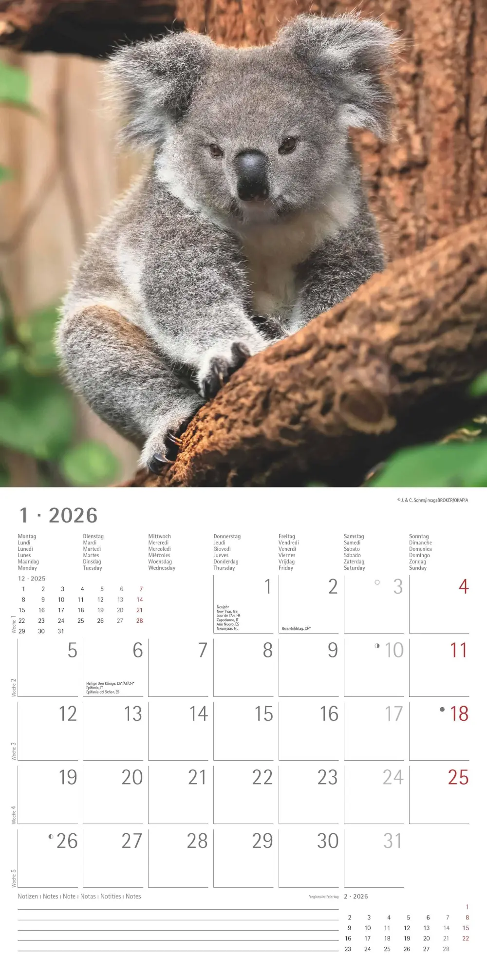 Bild: 4069095003422 | Koalas 2026 - Broschürenkalender 30x30 cm (30x60 geöffnet) -...