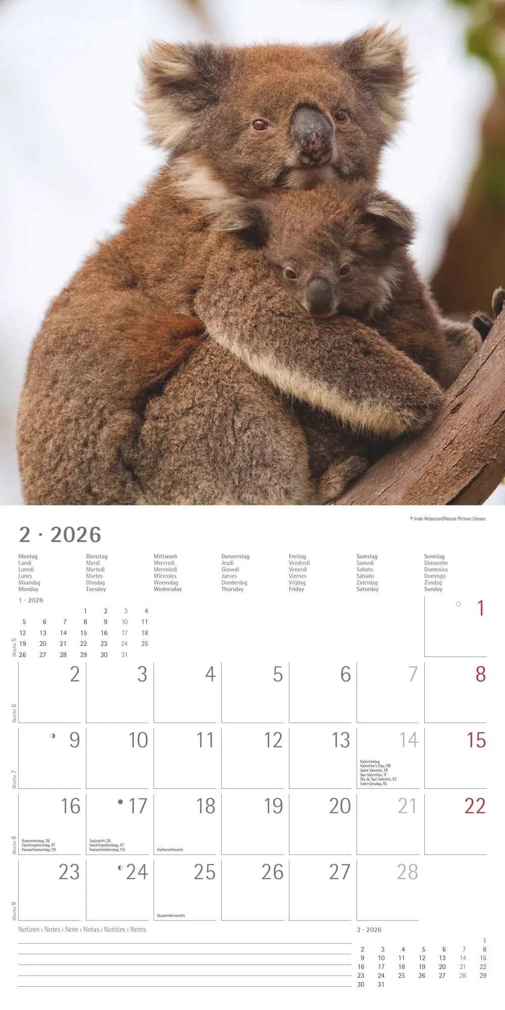 Bild: 4069095003422 | Koalas 2026 - Broschürenkalender 30x30 cm (30x60 geöffnet) -...