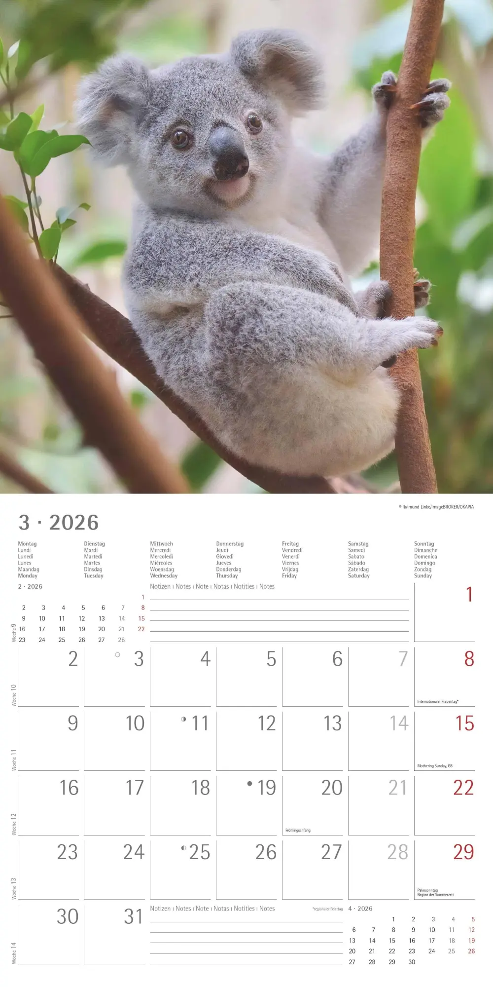 Bild: 4069095003422 | Koalas 2026 - Broschürenkalender 30x30 cm (30x60 geöffnet) -...