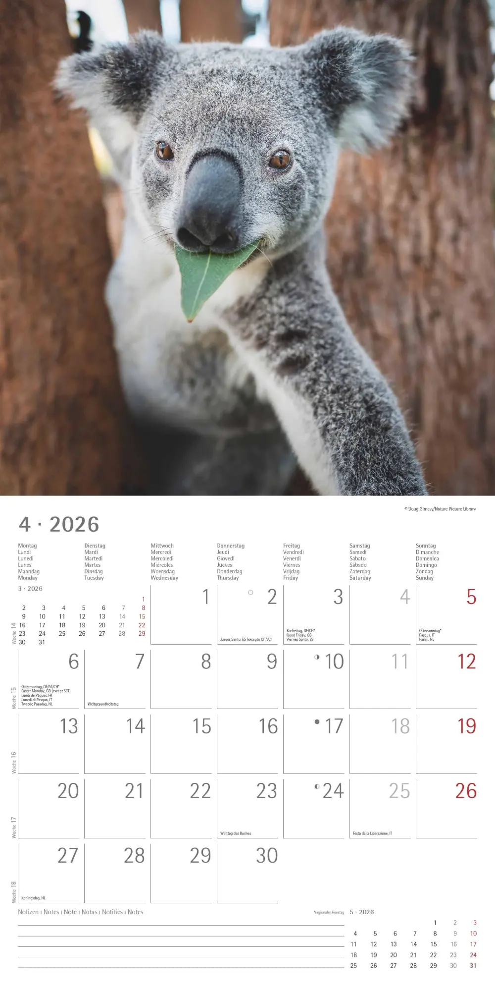 Bild: 4069095003422 | Koalas 2026 - Broschürenkalender 30x30 cm (30x60 geöffnet) -...