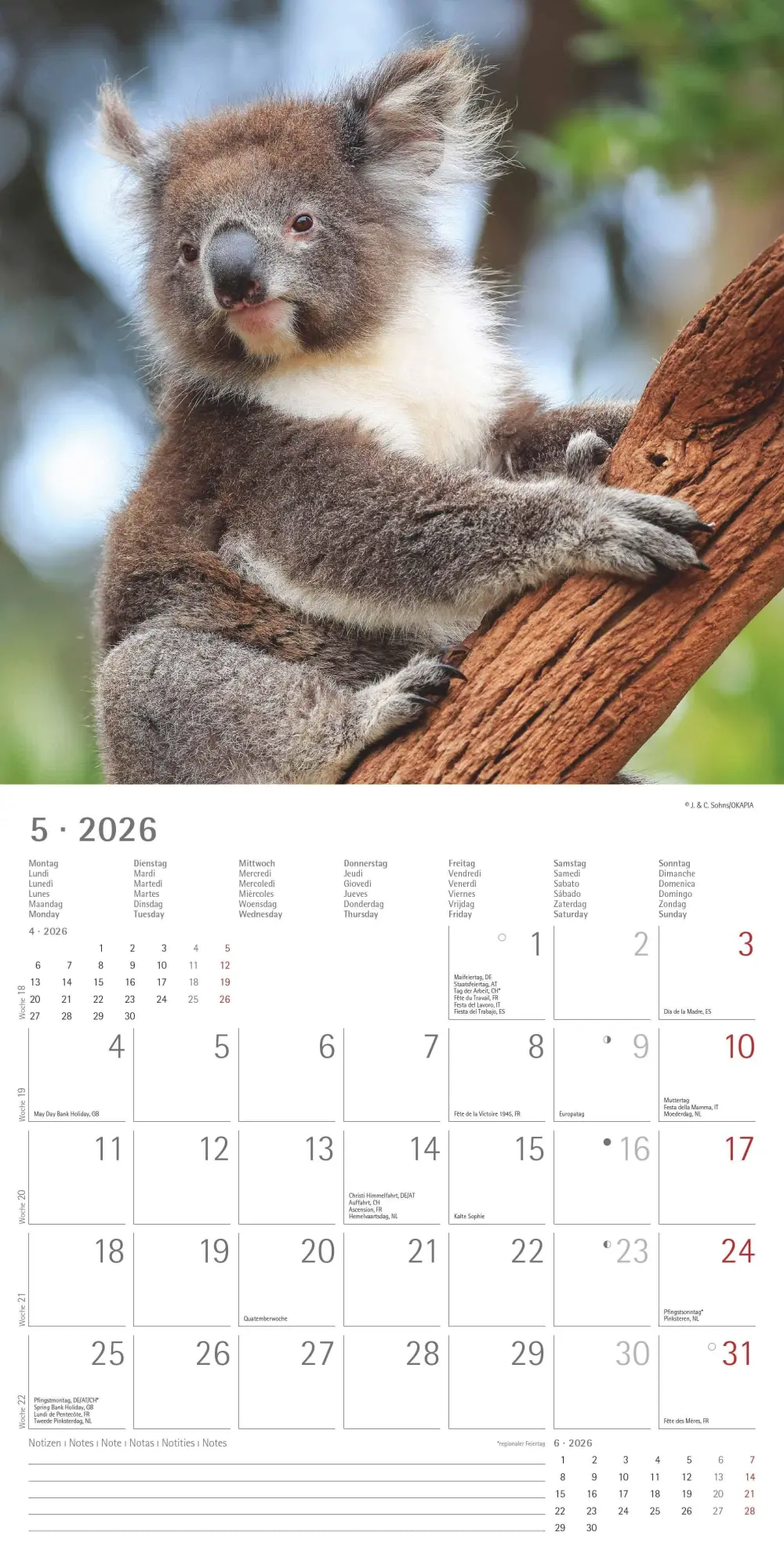 Bild: 4069095003422 | Koalas 2026 - Broschürenkalender 30x30 cm (30x60 geöffnet) -...