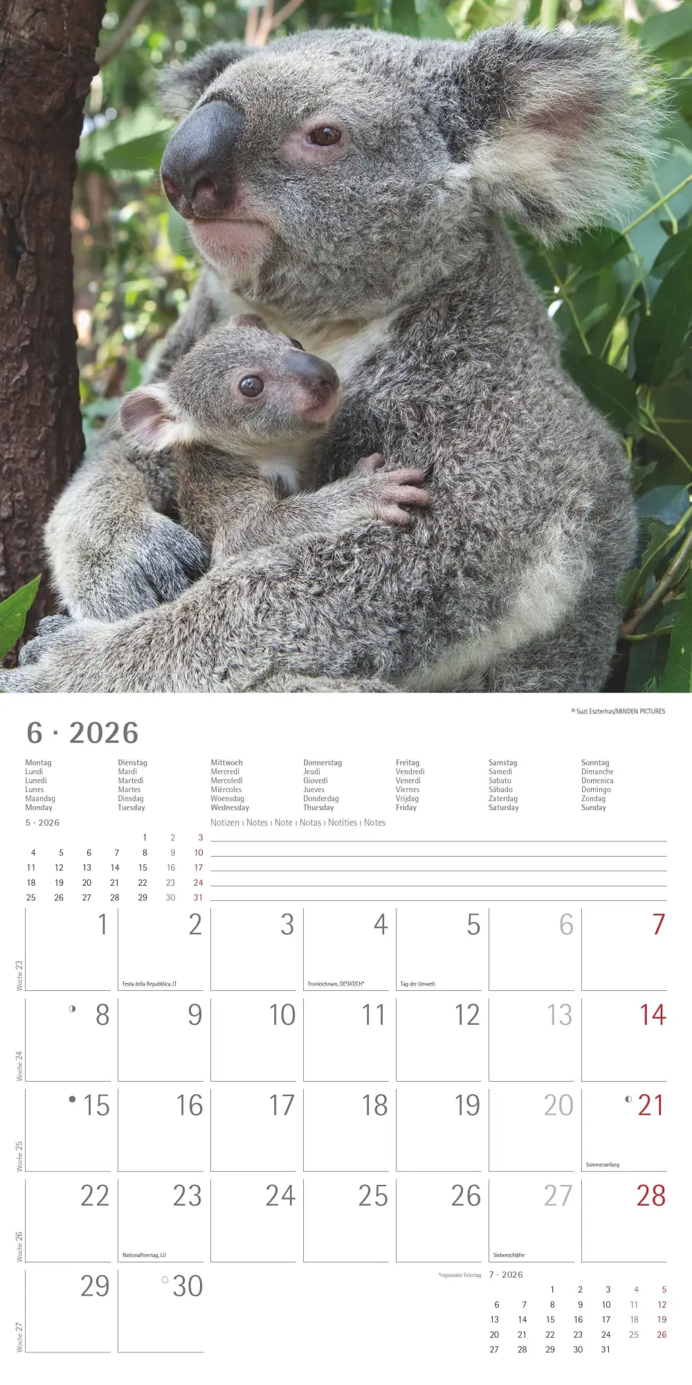 Bild: 4069095003422 | Koalas 2026 - Broschürenkalender 30x30 cm (30x60 geöffnet) -...
