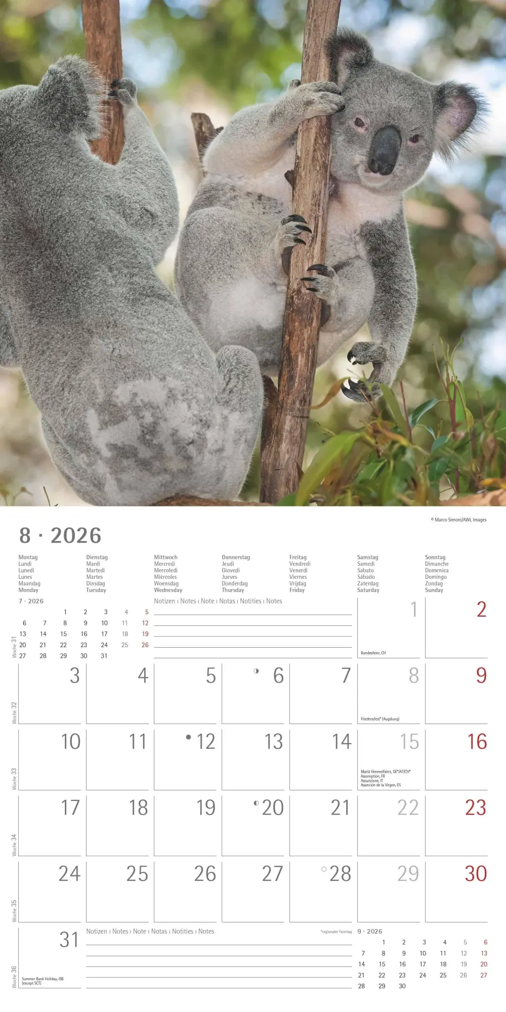 Bild: 4069095003422 | Koalas 2026 - Broschürenkalender 30x30 cm (30x60 geöffnet) -...