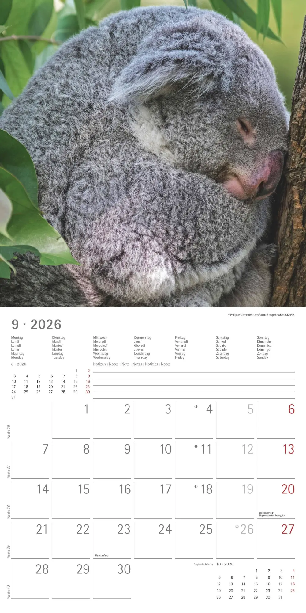 Bild: 4069095003422 | Koalas 2026 - Broschürenkalender 30x30 cm (30x60 geöffnet) -...
