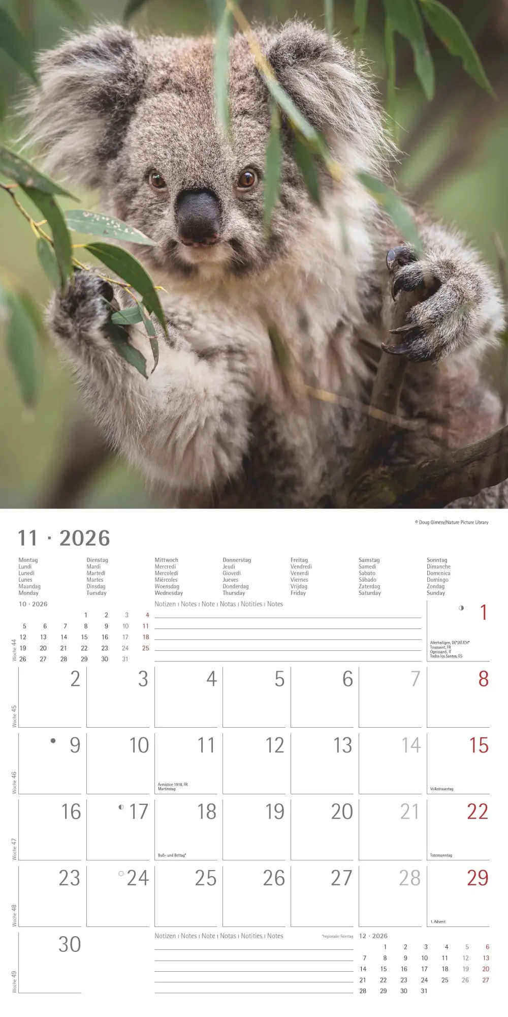 Bild: 4069095003422 | Koalas 2026 - Broschürenkalender 30x30 cm (30x60 geöffnet) -...