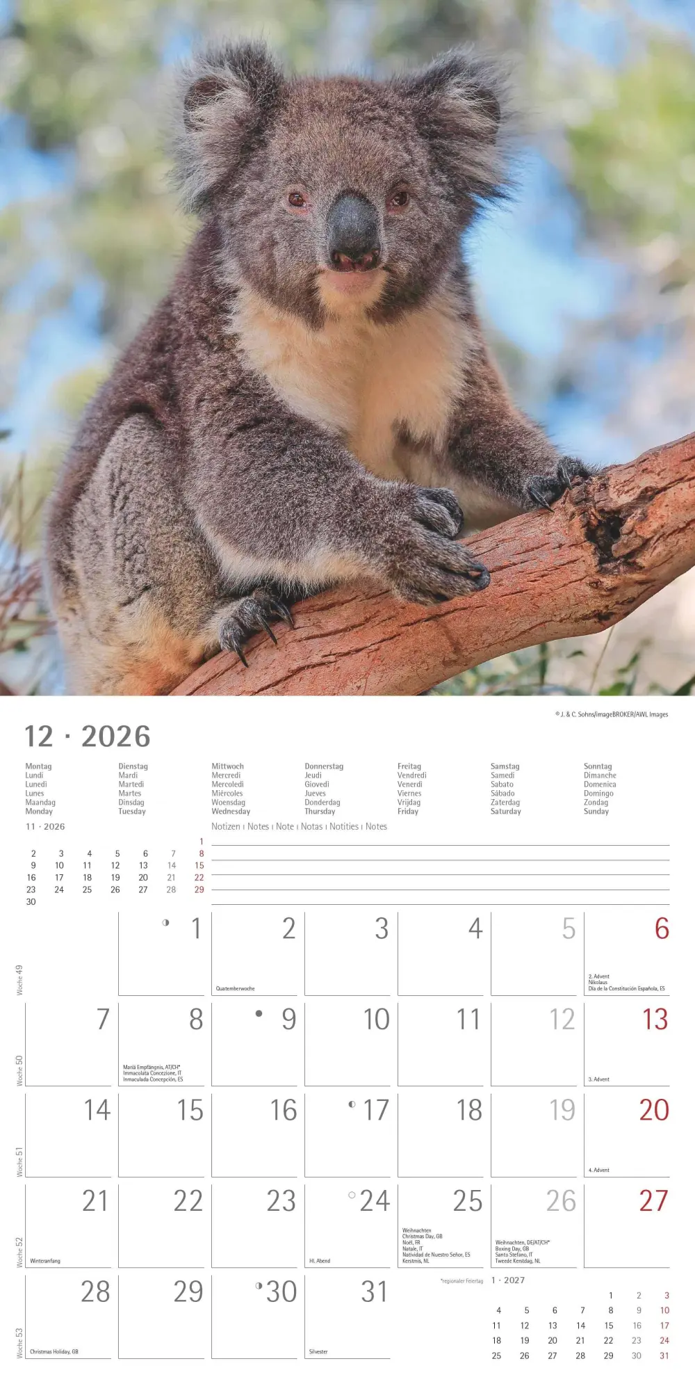 Bild: 4069095003422 | Koalas 2026 - Broschürenkalender 30x30 cm (30x60 geöffnet) -...