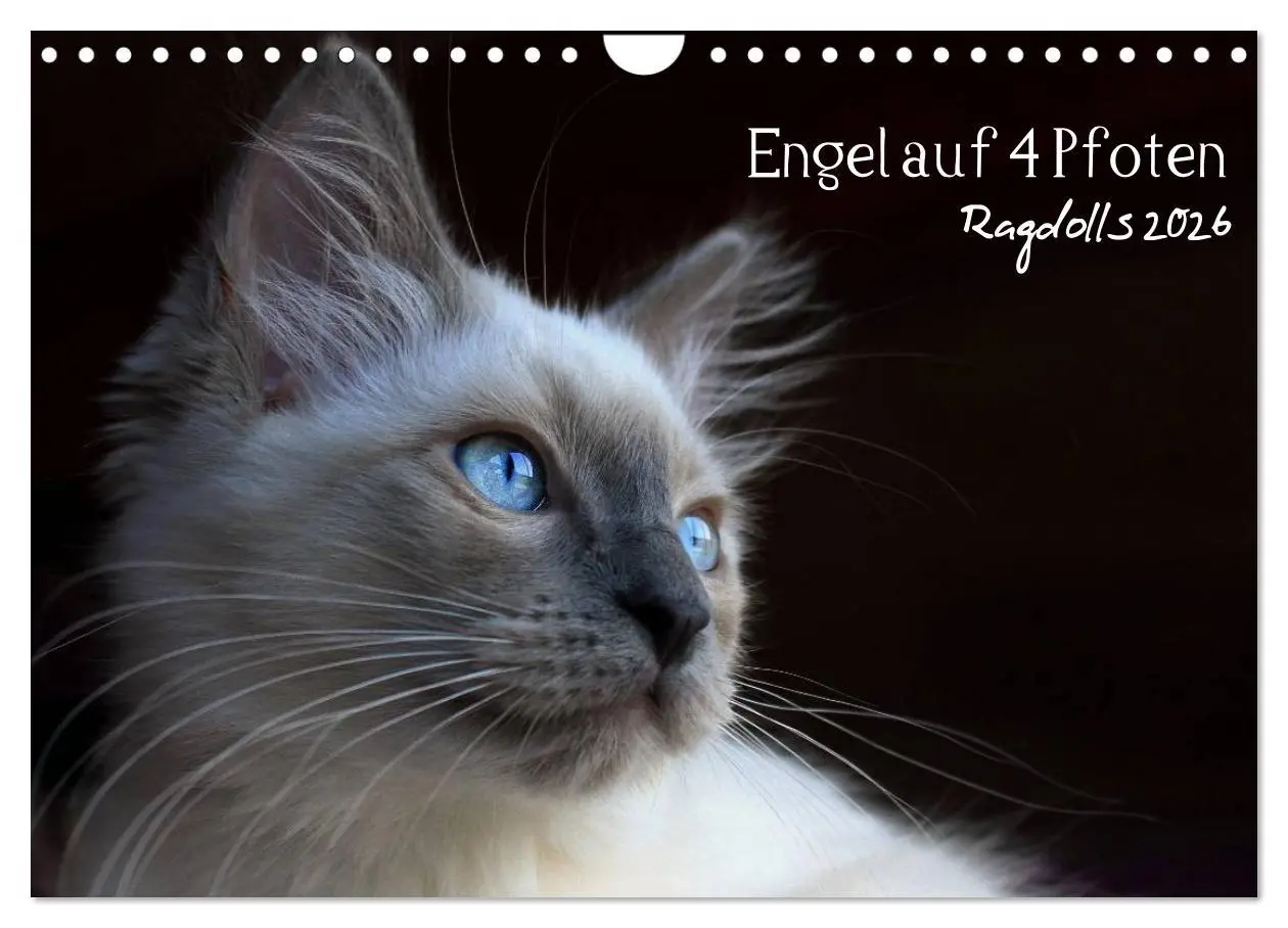 Cover: 9783516153422 | Engel auf 4 Pfoten - Ragdolls 2026 (Wandkalender 2026 DIN A4 quer),...