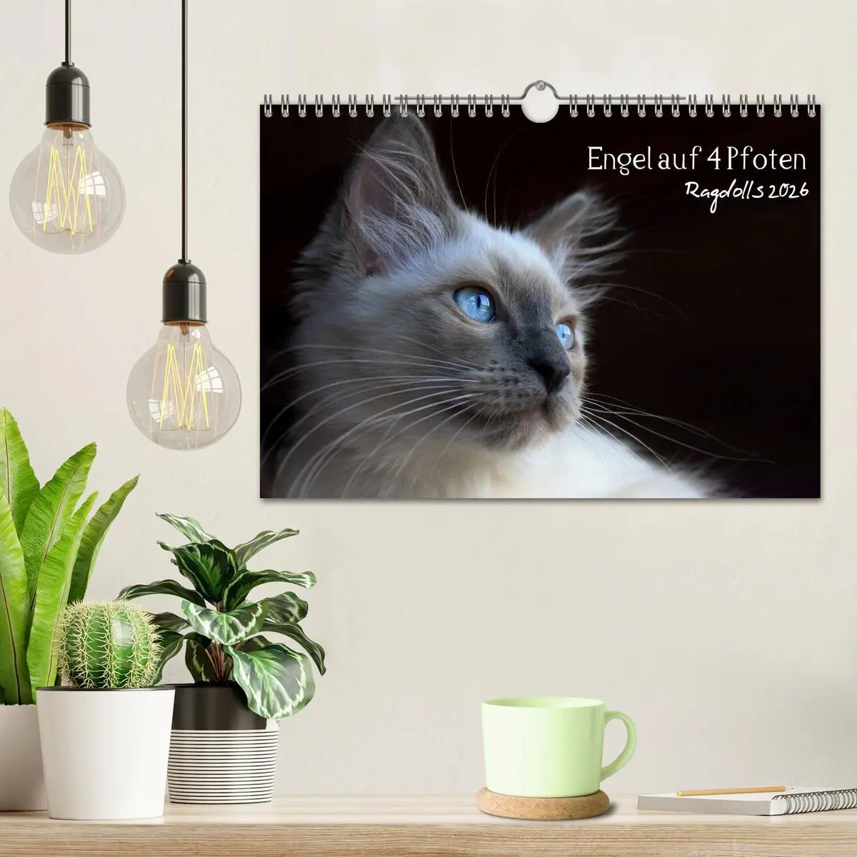 Bild: 9783516153422 | Engel auf 4 Pfoten - Ragdolls 2026 (Wandkalender 2026 DIN A4 quer),...